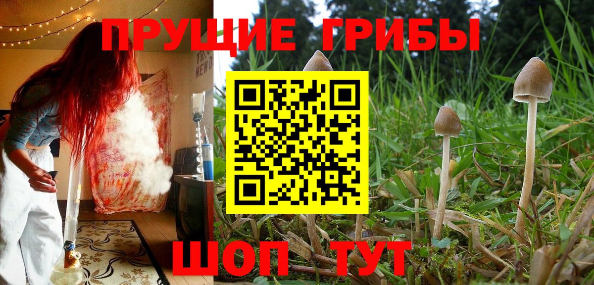 Псилоцибиновые грибы прущие грибы Губкинский